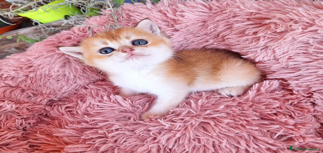 Immagine della galleria {{count}}