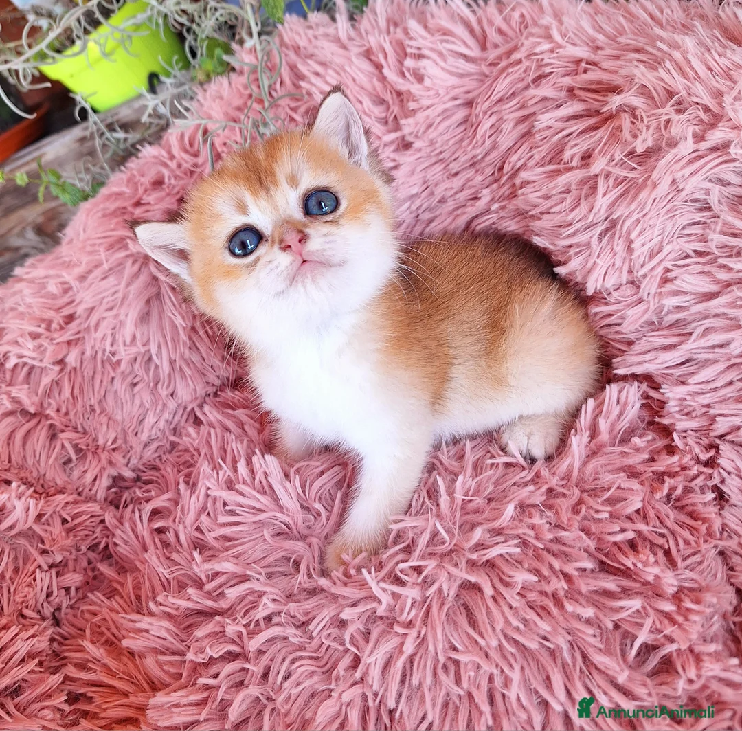 Immagine della galleria {{count}}