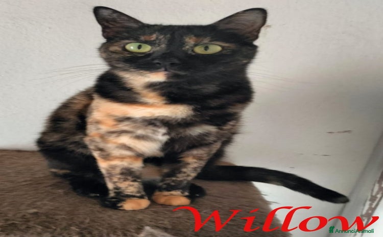 Europeo gatti - Annuncio 5