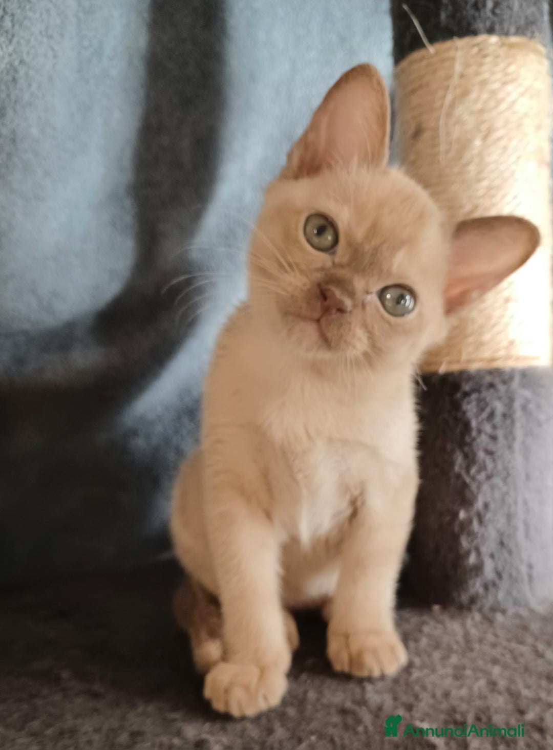 Burmese gatti in vendita: Gattini Burmesi Chocolate Brown  - Annuncio 2