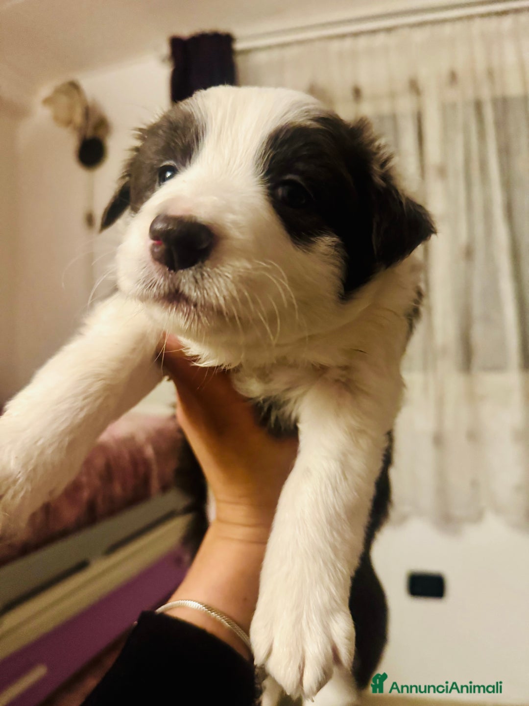 Border Collie cani in vendita: Cucciola Border collie  - Annuncio 4