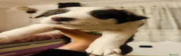 Border Collie cani in vendita: Cucciola Border collie  - Annuncio 4
