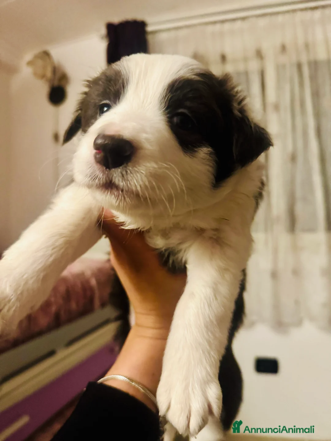 Border Collie cani in vendita: Cucciola Border collie  - Annuncio 4