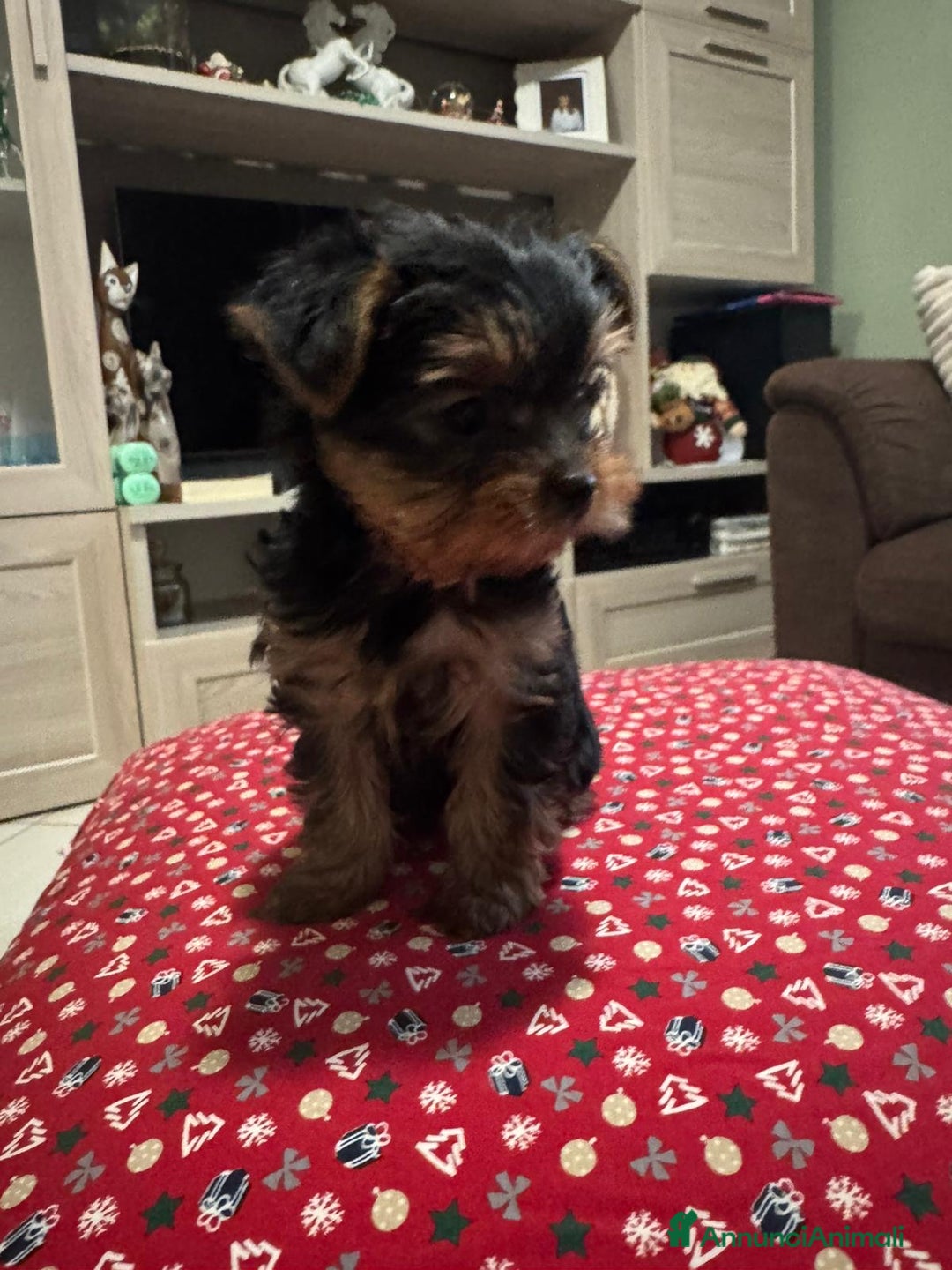 Yorkshire cani in vendita: Yorkshire con pedigree  - Annuncio 2