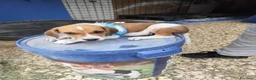 Meticcio cani in regalo: CUCCIOLI 2 mesi taglia media - Annuncio 5