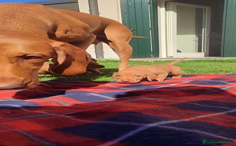 Vizsla cani - Annuncio 1