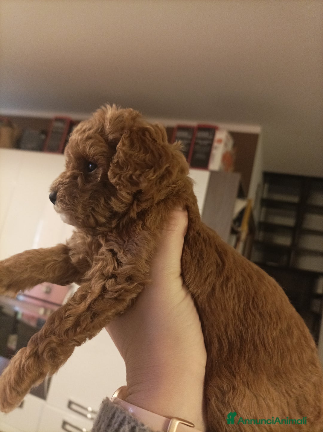 Barboncino Toy cani in vendita: Barboncina Toy pedigree ENCI  - Annuncio 2