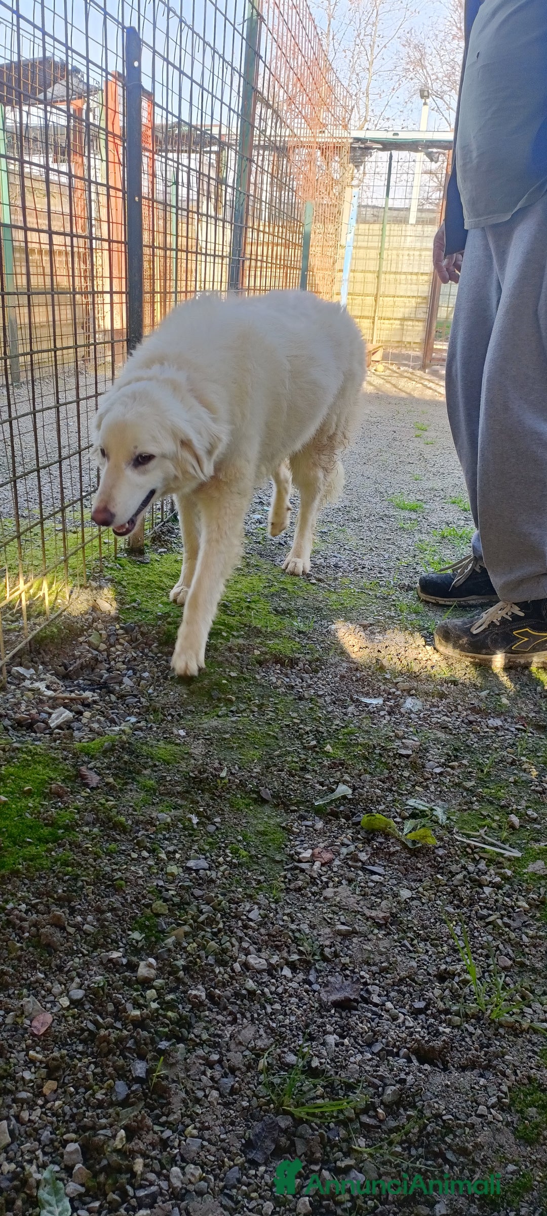 Meticcio cani in regalo: Asia  - Annuncio 2