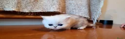 Persiano gatti in vendita: Persiano chincillà - Annuncio 3