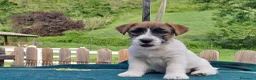 Jack Russell cani in vendita: Cuccioli Jack Russell ruvido - Annuncio 11