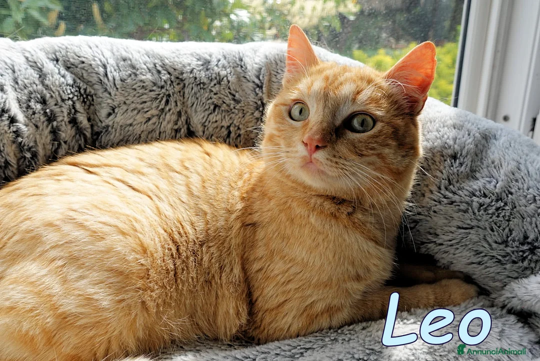 Europeo gatti in regalo: MICINI ROSSI MERAVIGLIOSI - Annuncio 2