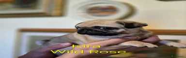 Kira Wild Rose