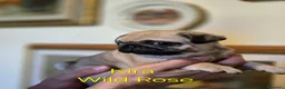 Carlino cani in vendita: Cuccioli di carlino con pedigree (1800€ - 2500€) - Annuncio 8