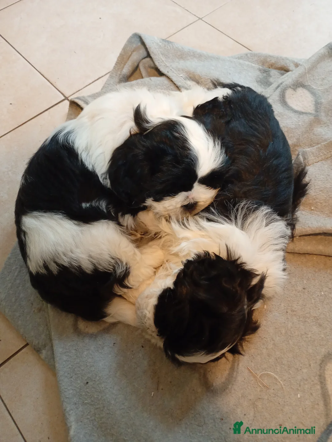 Meticcio cani in vendita: Cucciole Shitzu-Maltese  a Provincia di Rimini - Annuncio 1