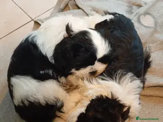 Meticcio cani Cucciole Shitzu-Maltese - Annuncio 1