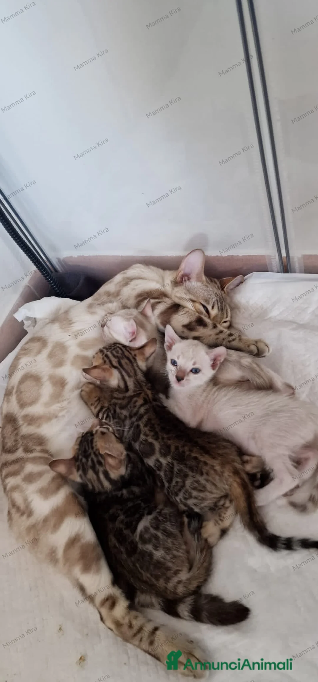 Bengala gatti in vendita: Femmina Bengala Snow lynx Pedigree  - Annuncio 3