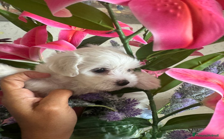 Maltese cani a Provincia di Pisa - Annuncio 1