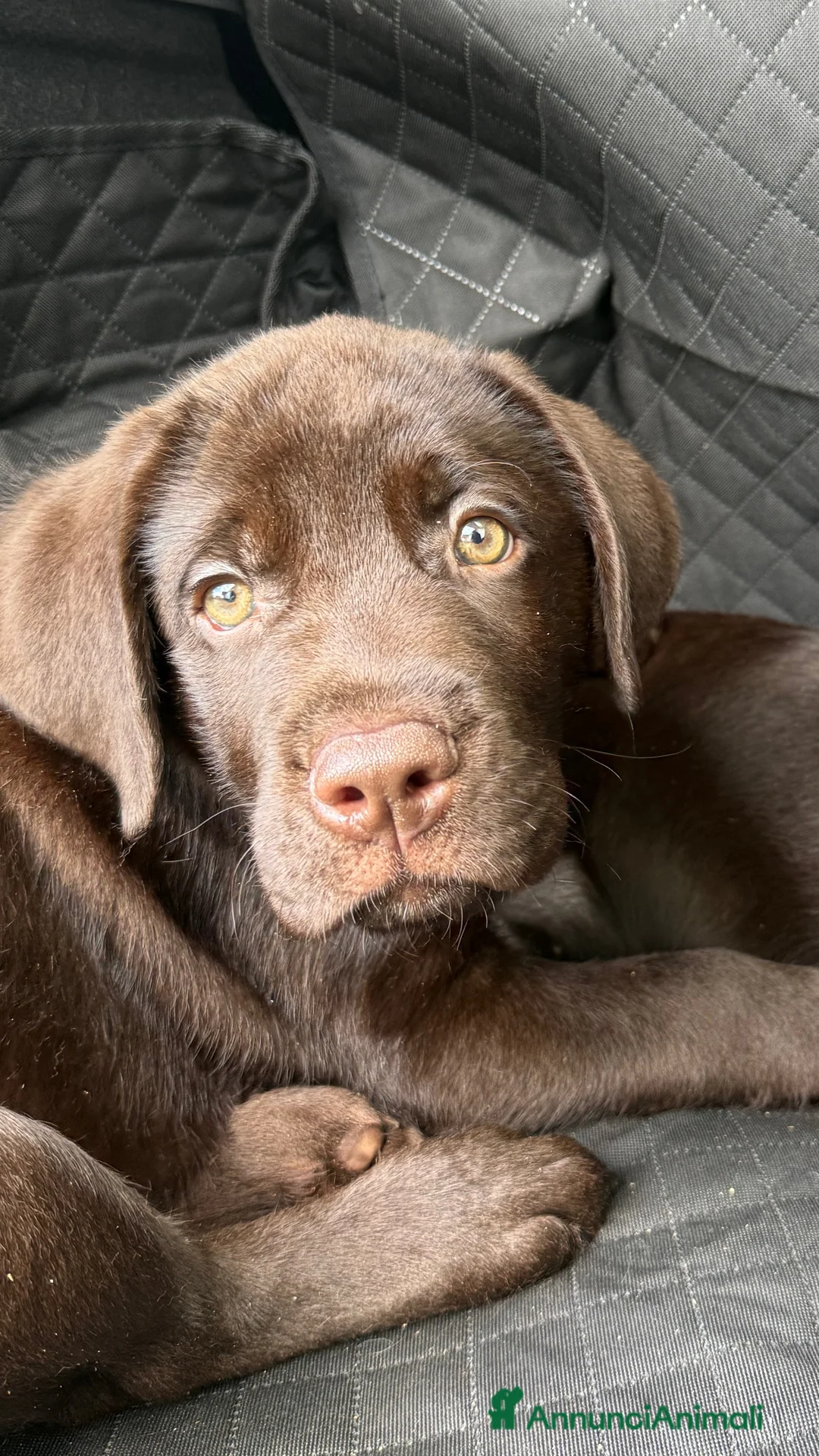 Labrador cani in vendita: Labrador Cioccolato - Annuncio 2