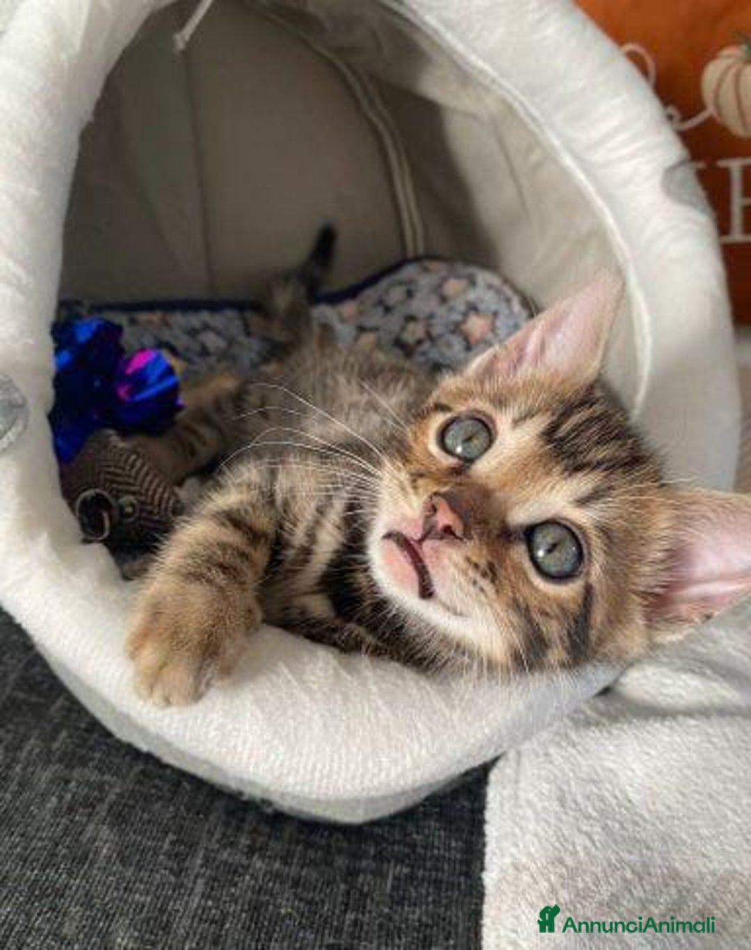 Bengala gatti in vendita: Gattina Bengala - Annuncio 5