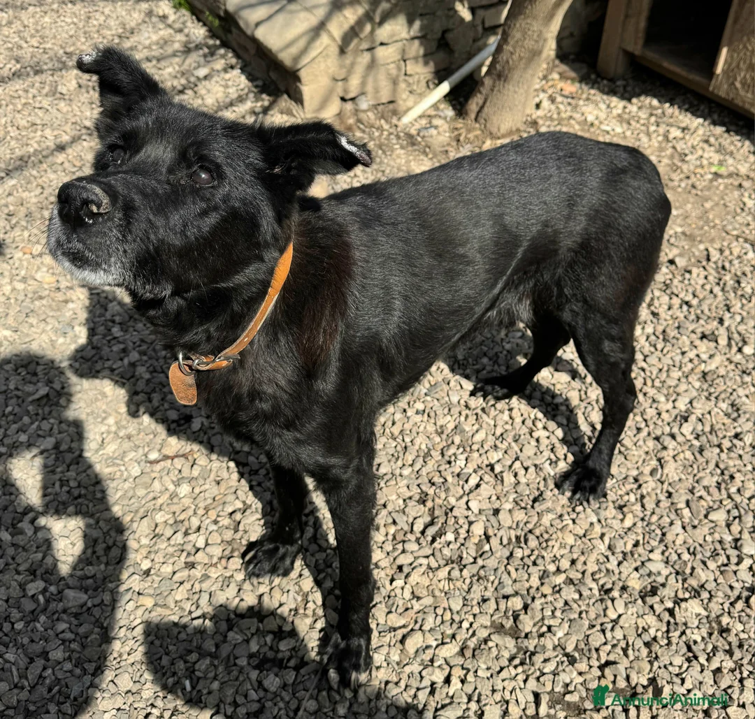 Meticcio cani in regalo: Ottavio 9 anni Taglia media grande  a Provincia di Teramo - Annuncio 5