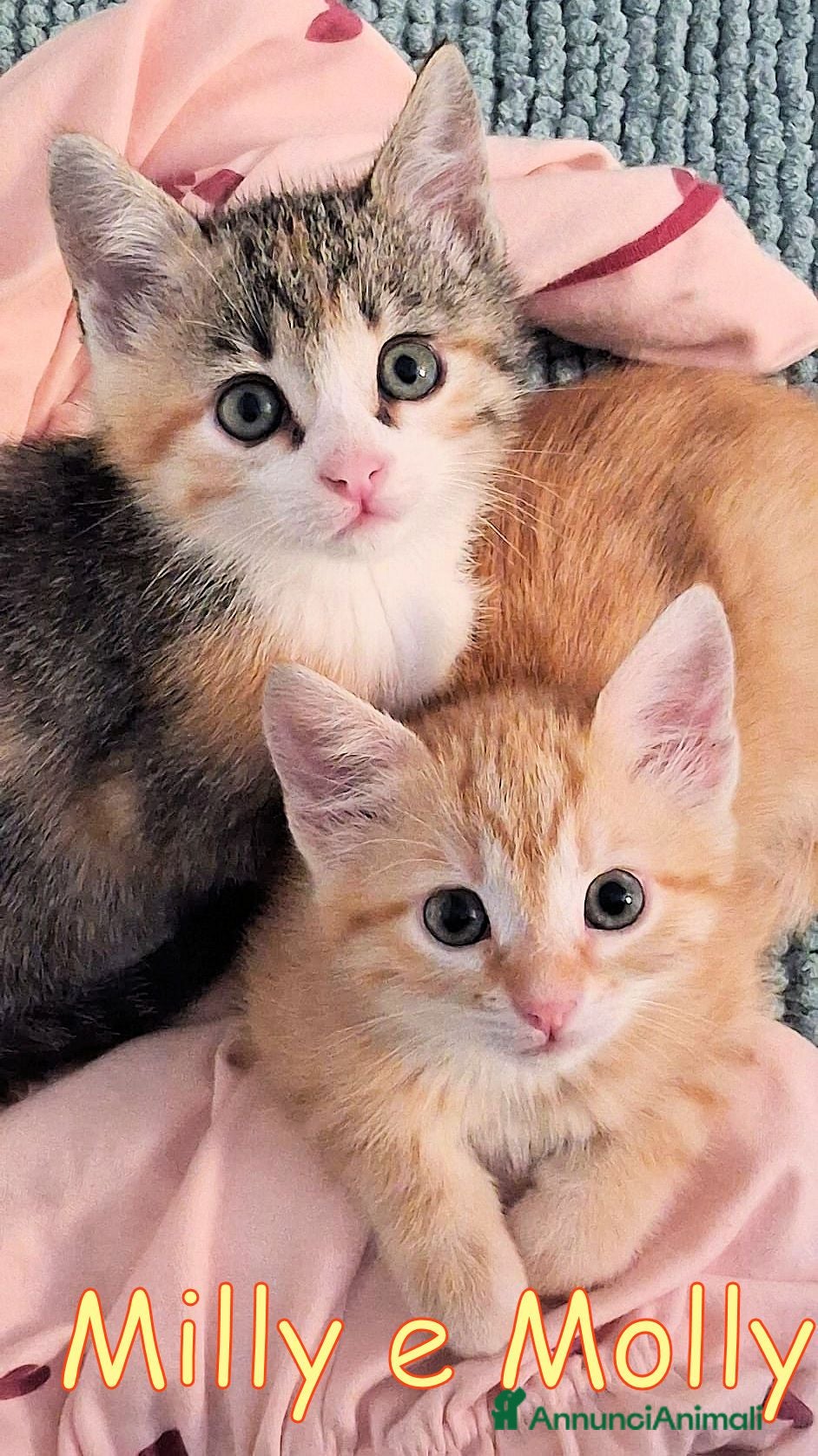 Europeo gatti MILLYE MOLLY PICCOLE GATTINE - Annuncio 7