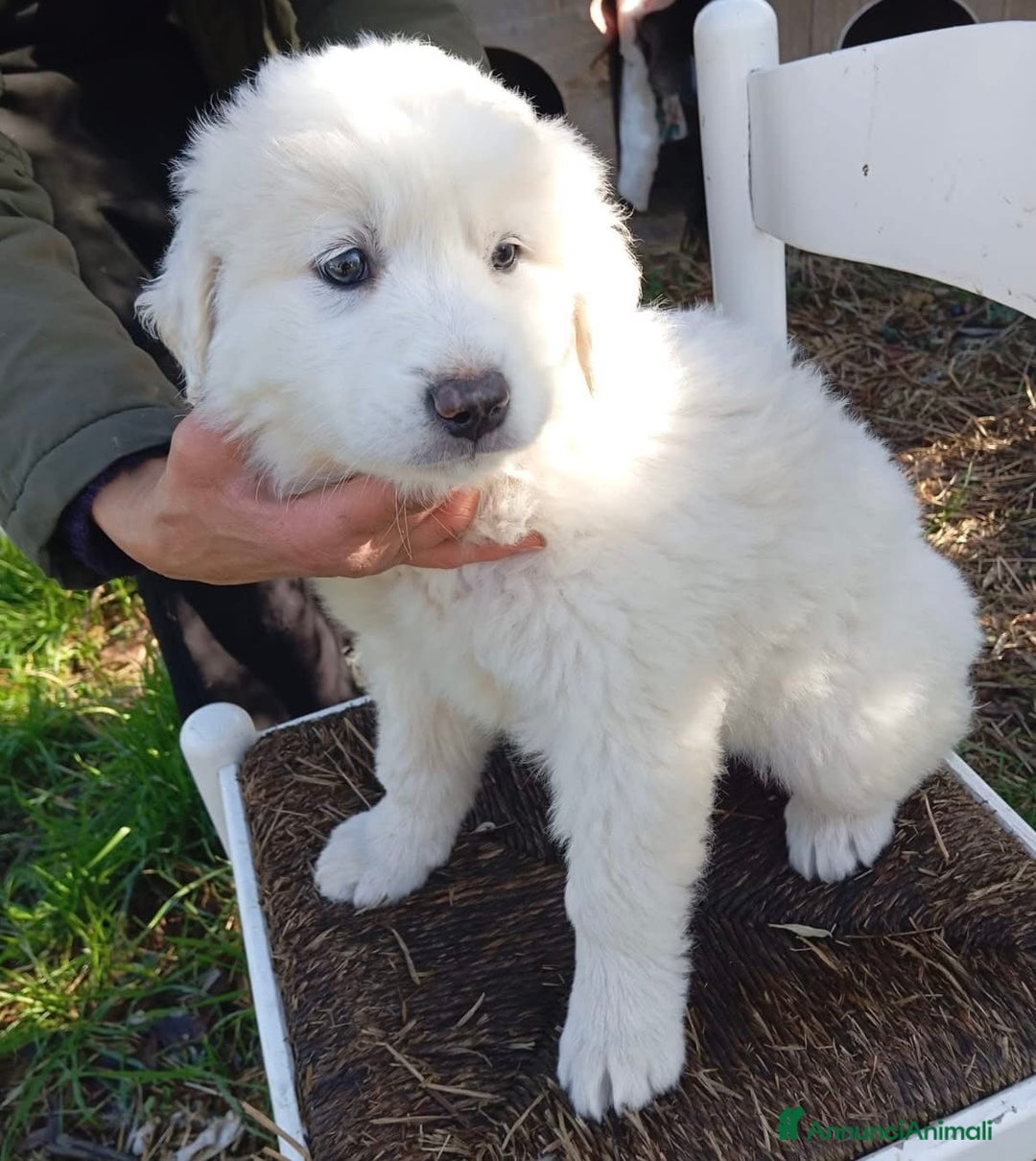 Pastore Maremmano cani in regalo: Splendidi cuccioli un mese e mezzo taglia grande  - Annuncio 1