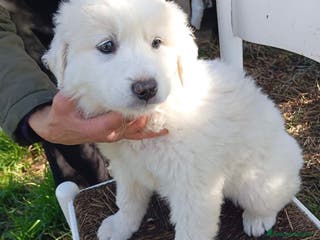 Pastore Maremmano cani Splendidi cuccioli un mese e mezzo taglia grande - Annuncio 5