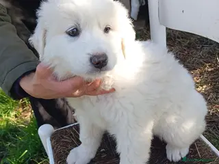 Pastore Maremmano cani Splendidi cuccioli un mese e mezzo taglia grande - Annuncio 6