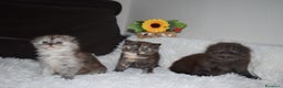 Scottish gatti in vendita: Scottish fold  a Provincia di Reggio Emilia - Annuncio 15