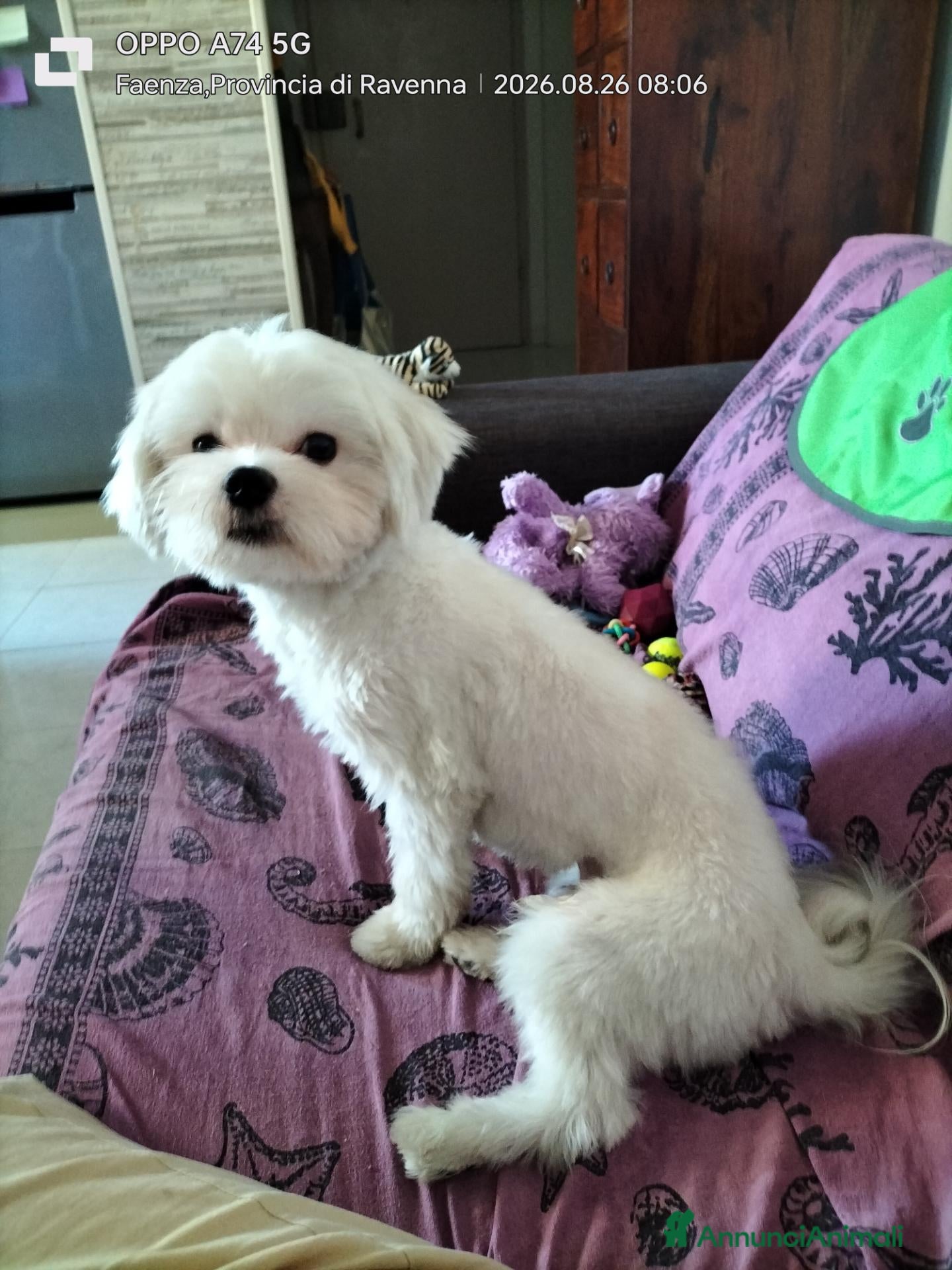 Maltese cani Bellis.Maltese Maschio 17 mesi per accoppiamento  - Annuncio 1