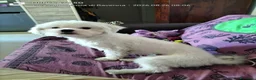 Maltese cani per accoppiamento: Bellis.Maltese Maschio 17 mesi per accoppiamento  a Provincia di Ravenna - Annuncio 1