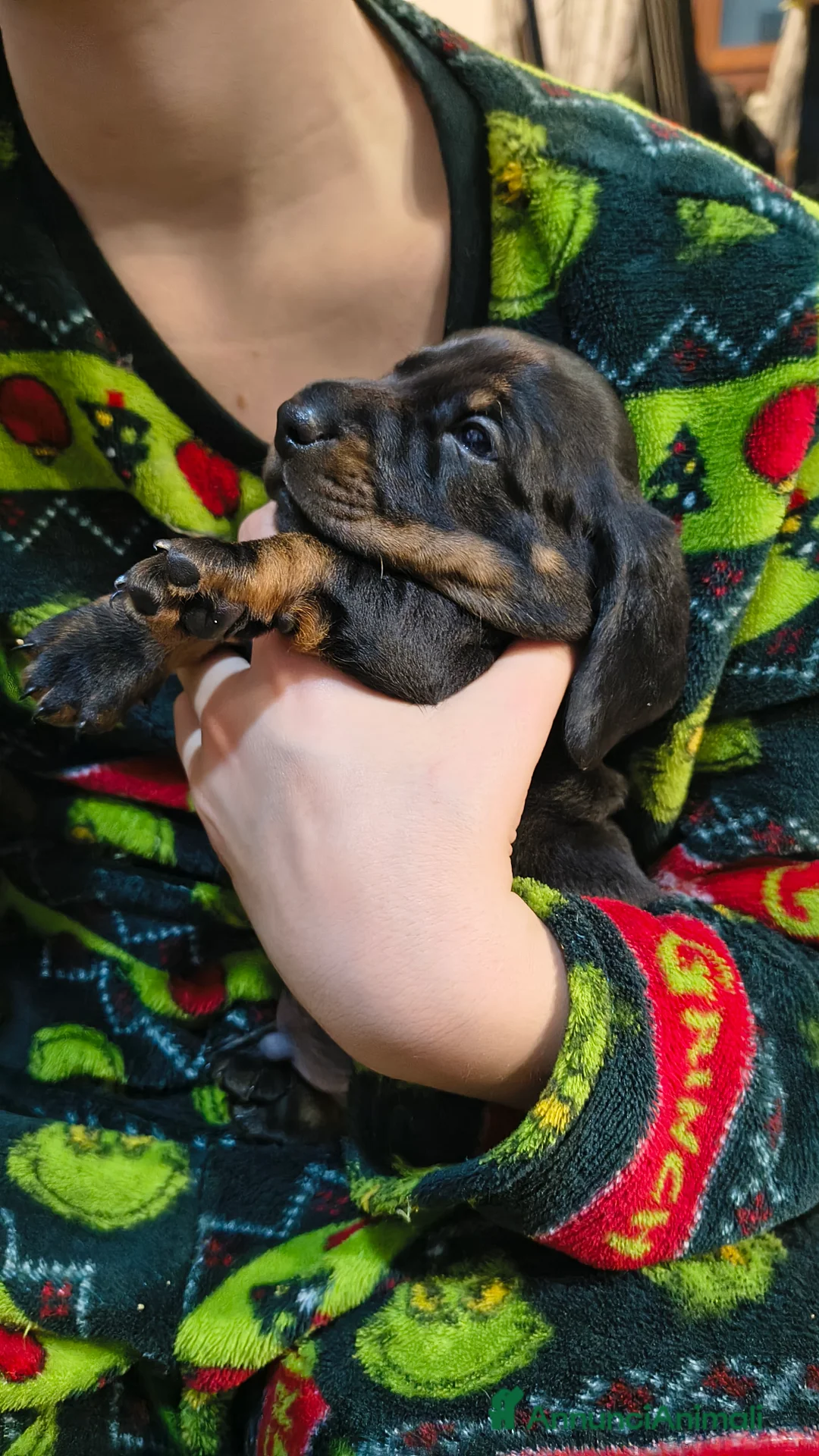 Bassotto cani in vendita: Vendita cuccioli di bassotto - Annuncio 6