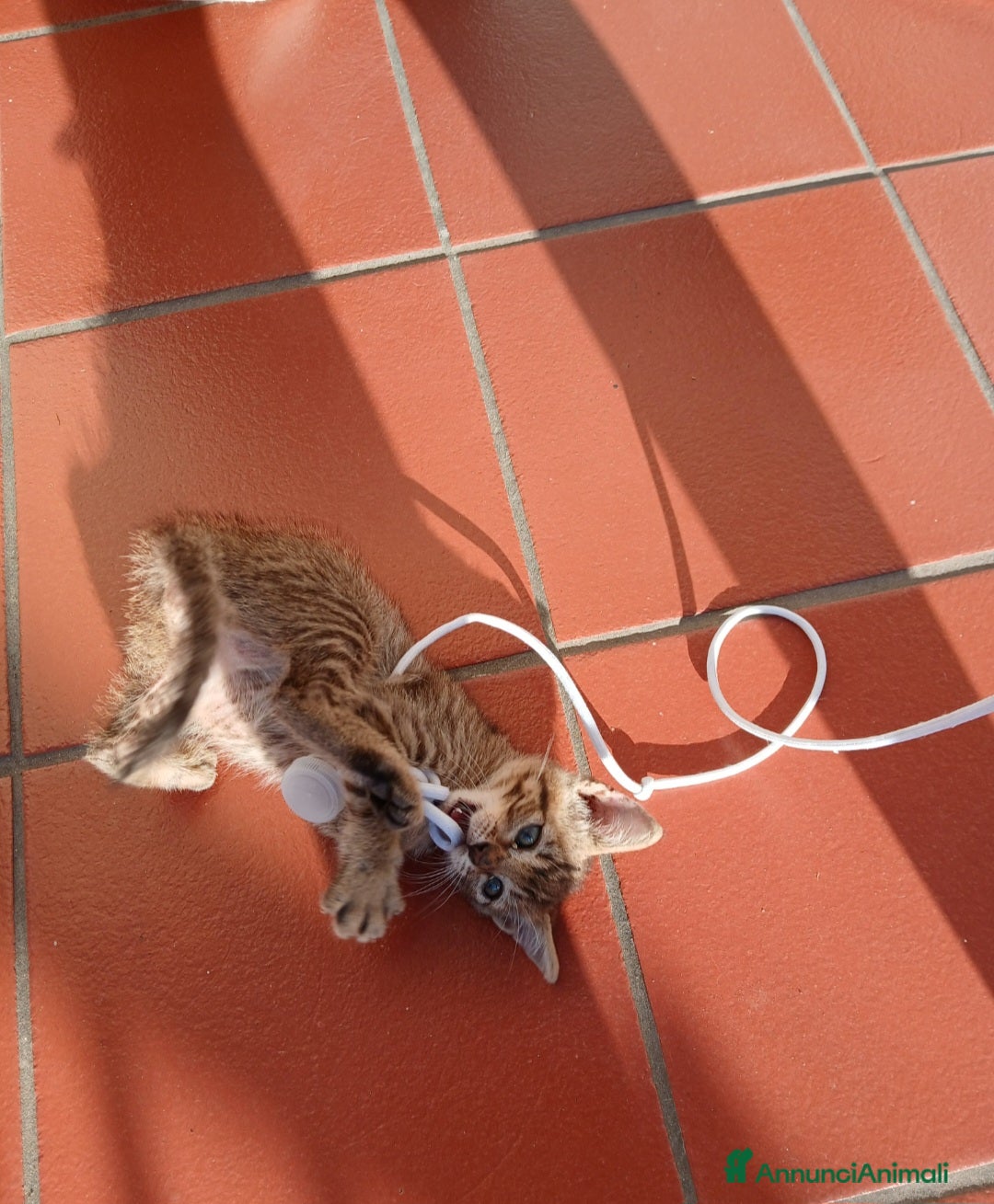 Altre razze gatti in regalo: Gattina in adozione - Annuncio 2