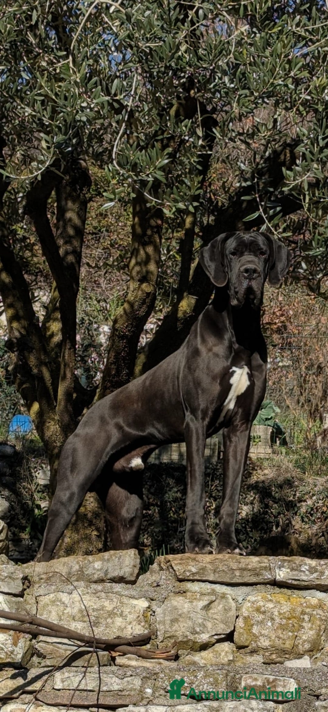 Alano cani in vendita: Alano arlecchino a Provincia di Cremona - Immagine 5
