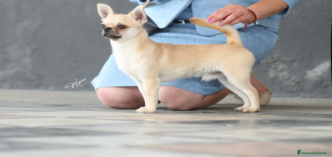 Immagine della galleria {{count}}