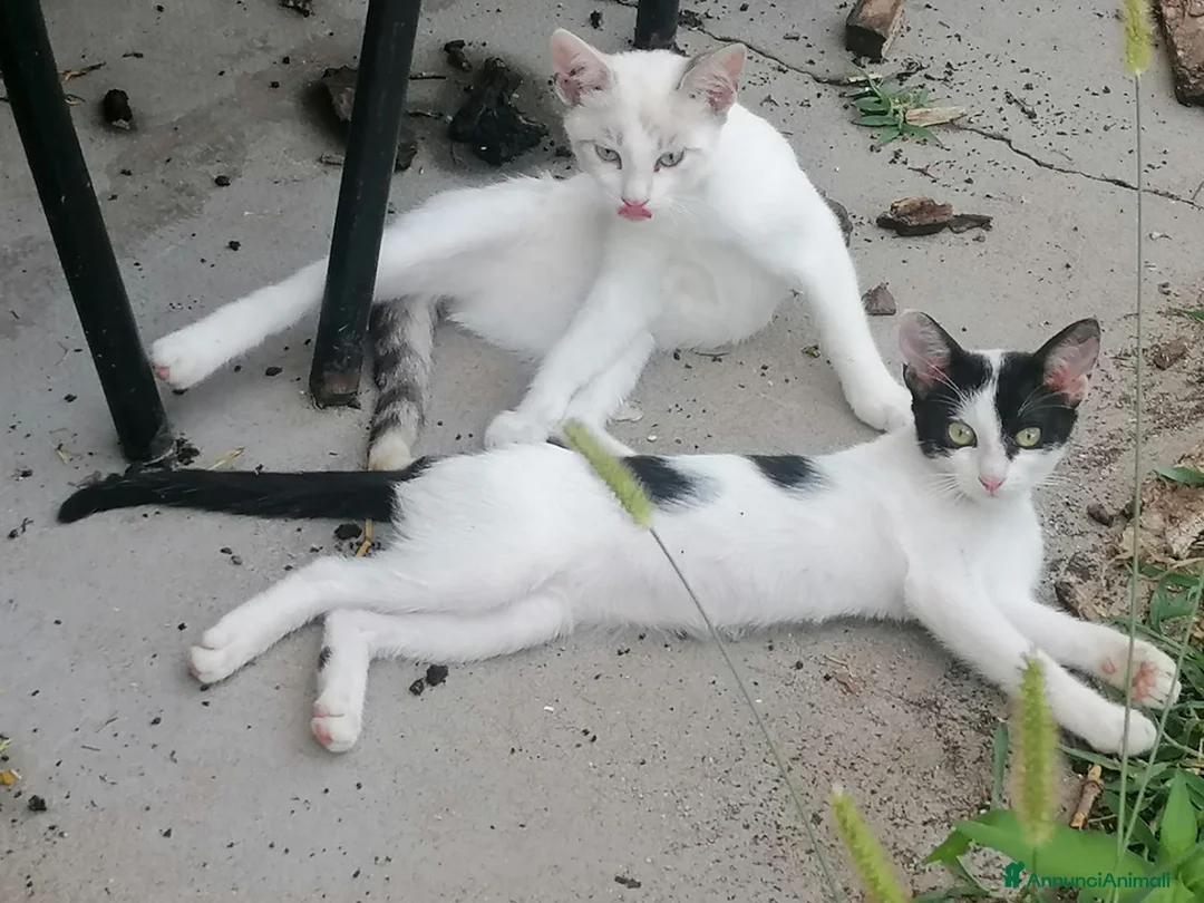 Meticcio gatti in regalo: Gattini - Annuncio 2