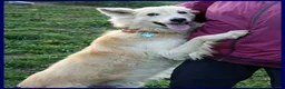 Meticcio cani in regalo: LUCKY Cotone adora le persone dinamiche - Annuncio 4