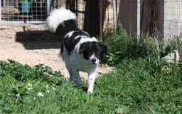 Altre razze cani in regalo: Panda in adozione - Immagine 4