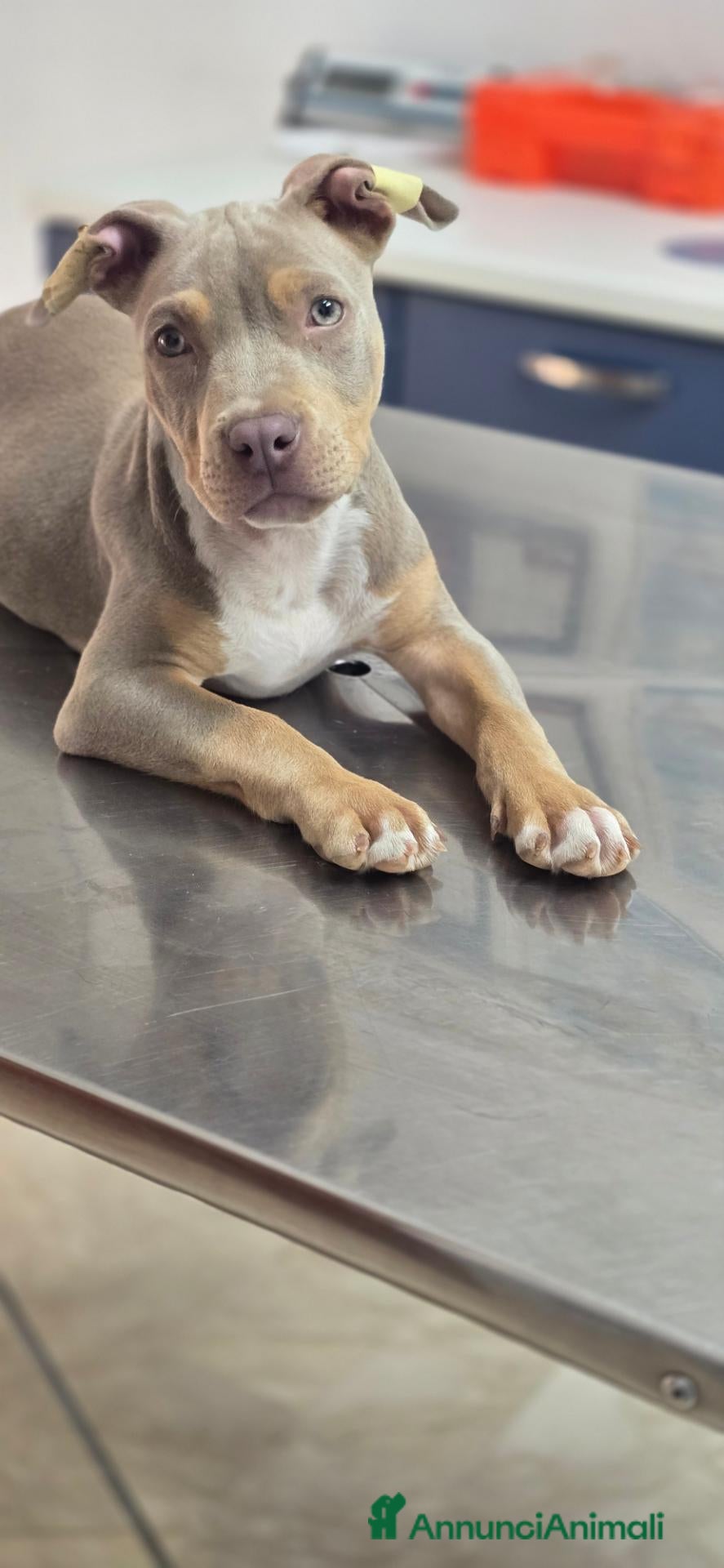 Pitbull cani in vendita: Pitbull tri lillac - Annuncio 36