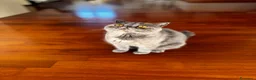 Exotic Shorthair gatti per accoppiamento: Monta gatto Exotic Shorthair - Annuncio 3