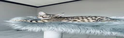 Savannah gatti in vendita: Splendidi cuccioli di gatto Savannah – 4 mesi  - Annuncio 29