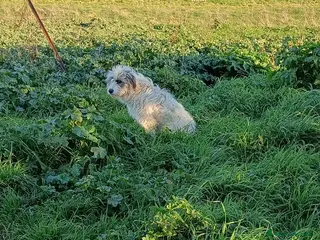 Meticcio cani CUCCIOLO METICCIO - Annuncio 2