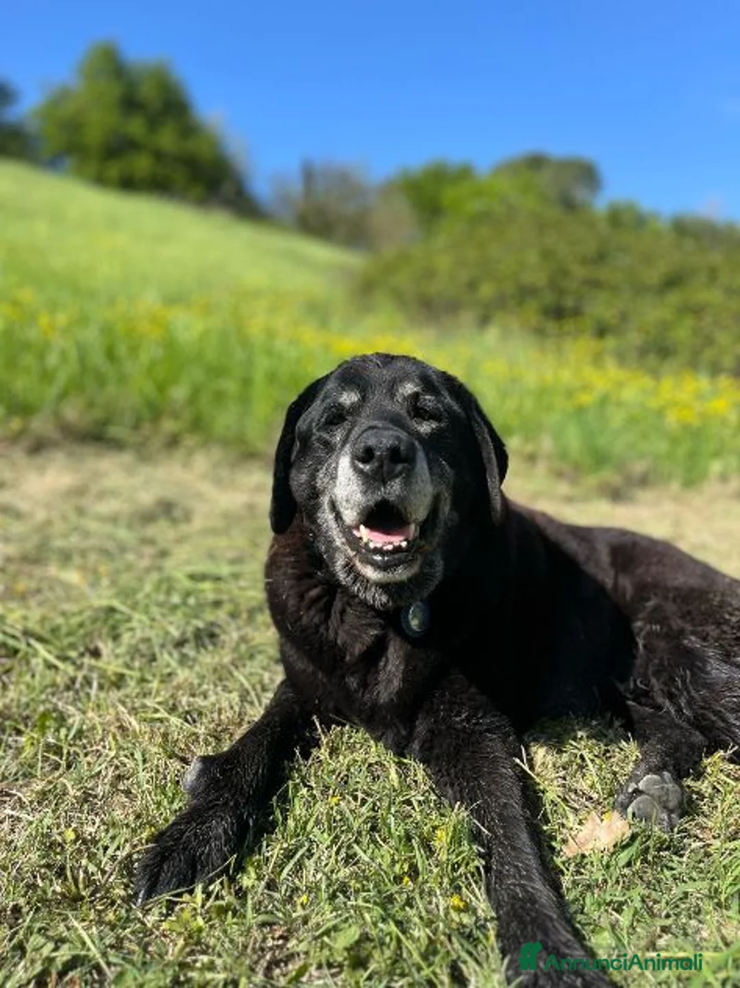 Meticcio cani in regalo: Angelica e Luca nonnini in cerca di casa a Città Metropolitana di Firenze - Annuncio 2