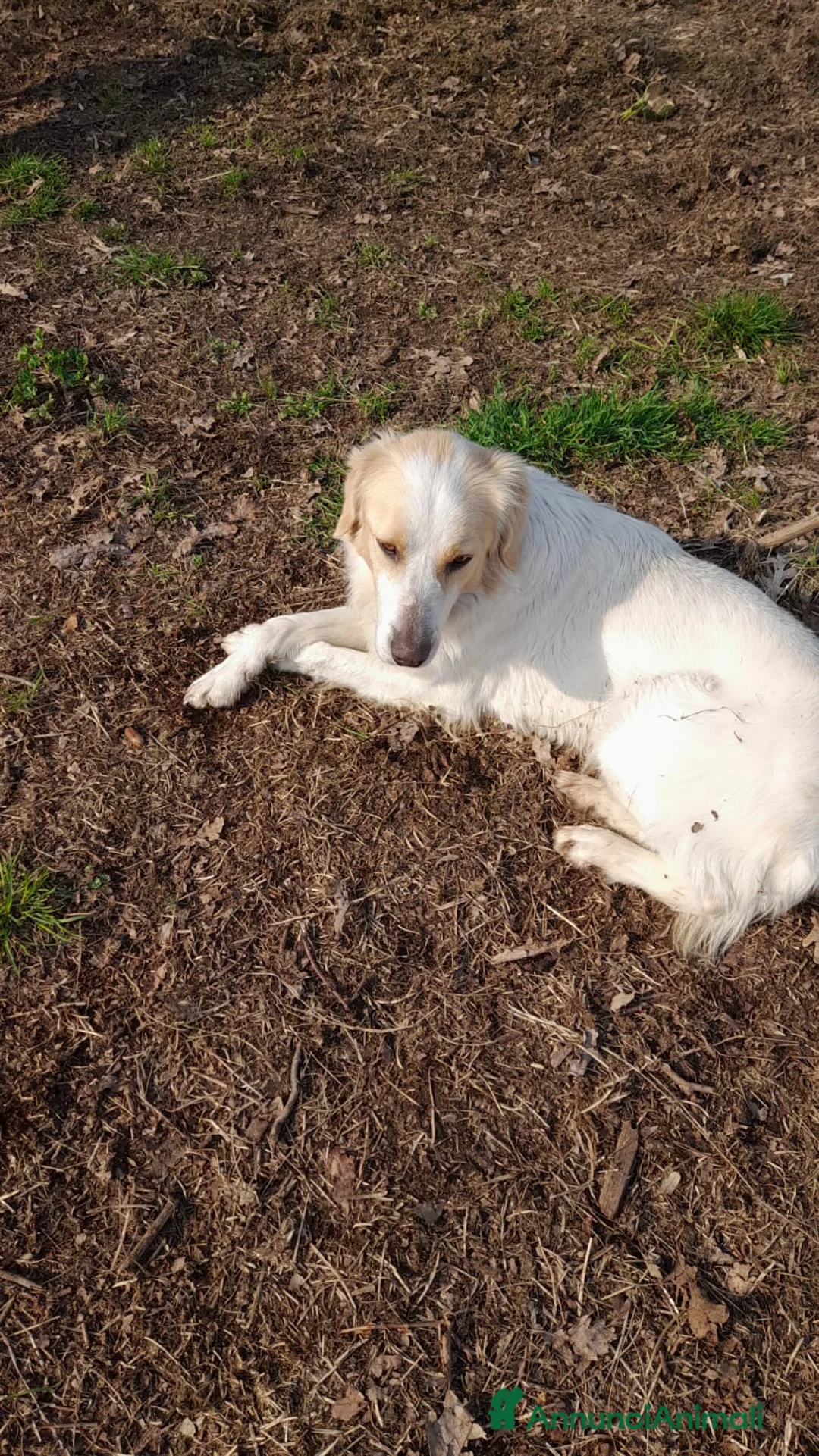 Altre razze cani in regalo: CAGNOLINO AMOREVOLE a Provincia di Modena - Annuncio 5