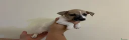 Jack Russell cani in vendita: cuccioli di jack russell a Provincia di Pescara - Annuncio 9