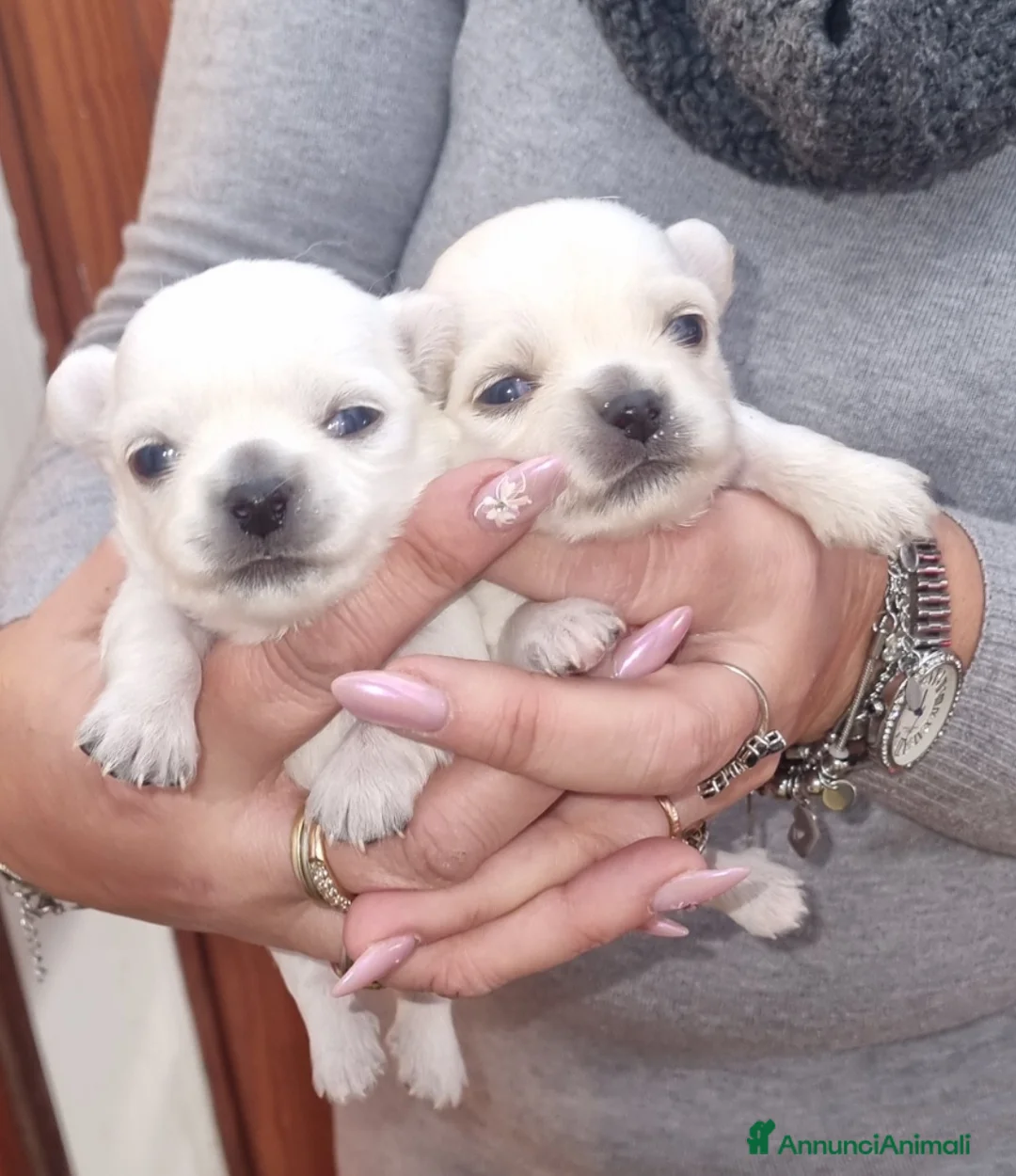 Chihuahua cani in vendita: Cuccioli di chihuahua toy  - Annuncio 10