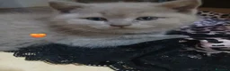 British gatti in vendita: British shortaur - Annuncio 5