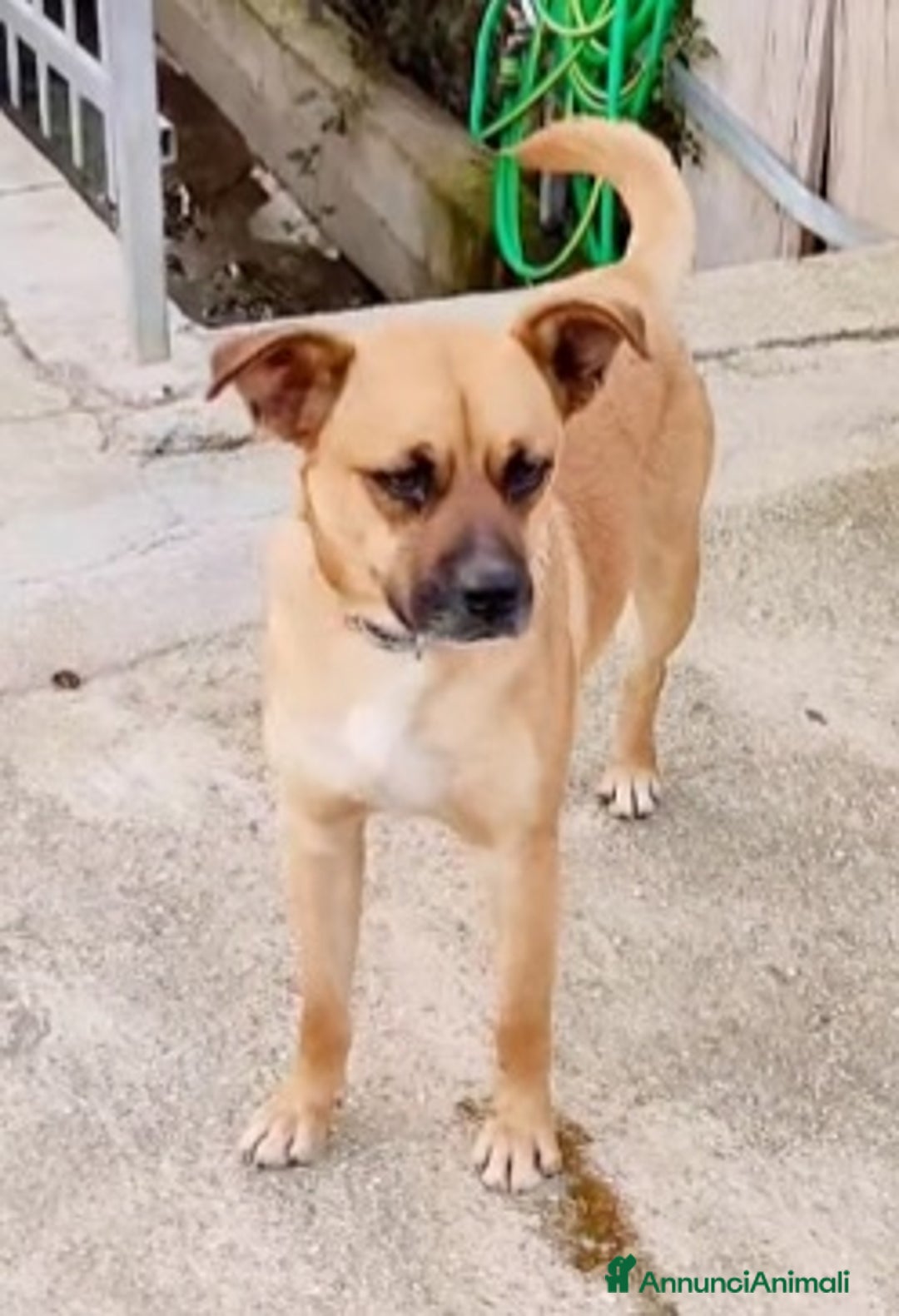 Meticcio cani in regalo: 1anno SALITO A MILANO E TORNATO IN CALABRIA!SOS a Città metropolitana di Milano - Annuncio 1