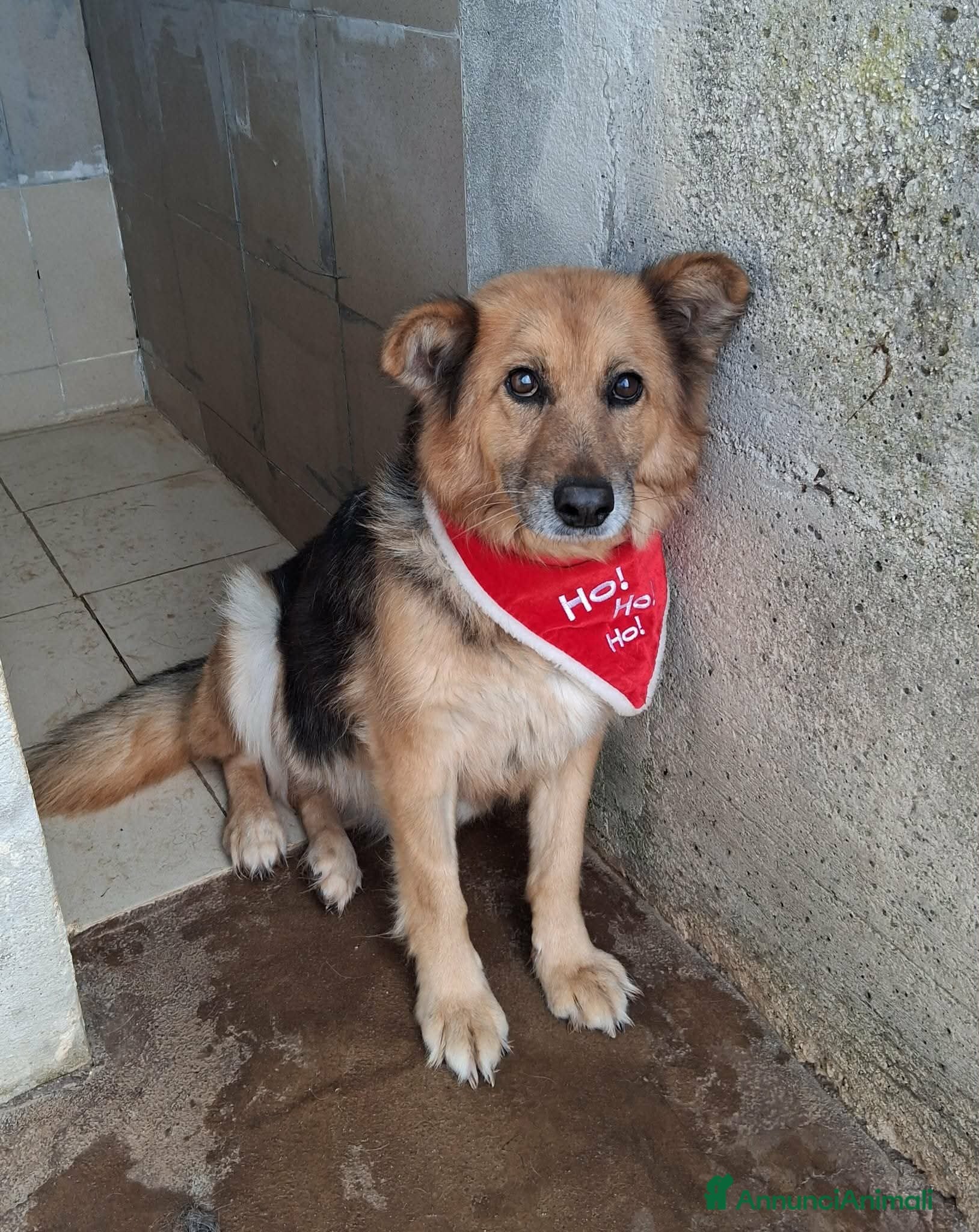 Meticcio cani Una famiglia speciale per la dolce Terry - Annuncio 17