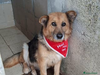 Meticcio cani Una famiglia speciale per la dolce Terry - Annuncio 17